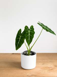 Alocasia Frydek