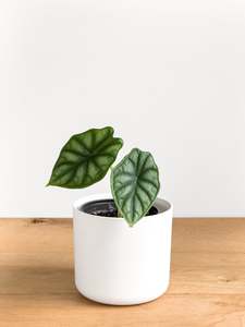 Alocasia Dragon Scale
