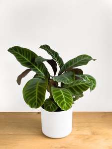 Calathea Zebrina Dark