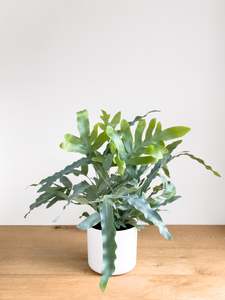 Phlebodium Blue Star Fern
