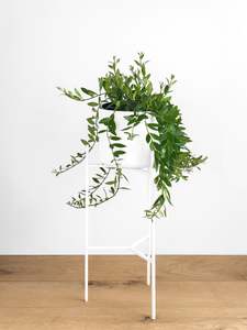 Aeschynanthus Parvifolia