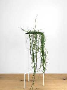 Rhipsalis baccifera
