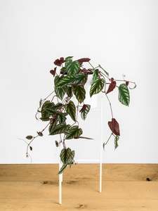 Cissus discolor