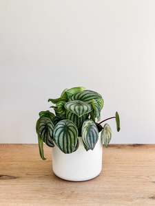 Watermelon Peperomia