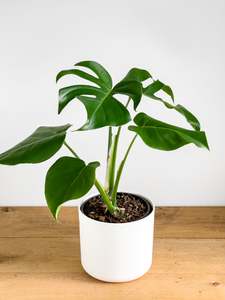 Monstera