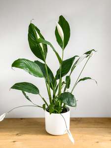 Spathiphyllum Sebastiano