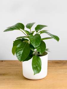 Schefflera Alpine