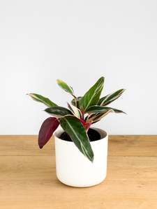 Calathea Triostar