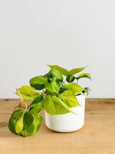 Philodendron Brasil
