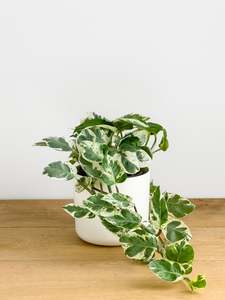 Glacier Pothos