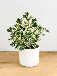 Ficus Triangularis Variegata