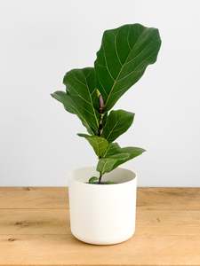 Ficus Lyrata