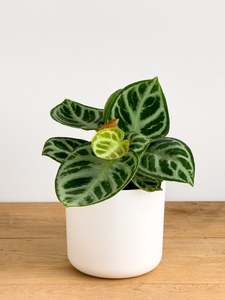 Anthurium Crystallinum