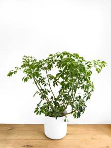 Schefflera