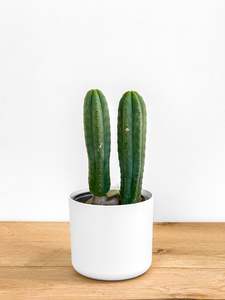 San Pedro