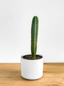 San Pedro
