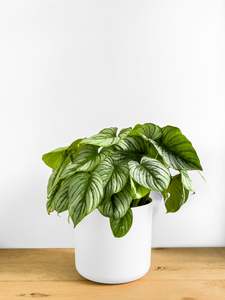 Philodendron Mamei