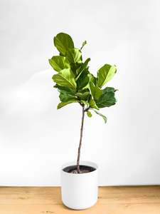 Ficus Lyrata