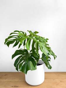 Monstera - XL