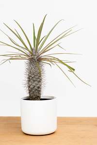 Plants: Pachypodium Lamerei