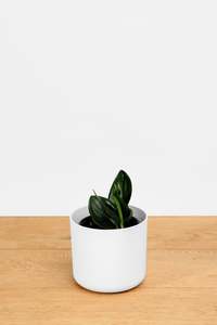 Plants: Scindapsus - Treubii Dark Form