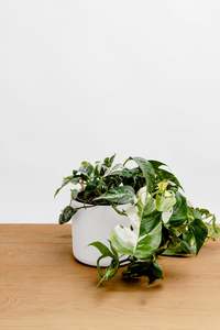 Variegated Epipremnum pinnatum