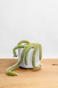 Plants: Monkey Tail