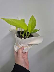 Plants Pots: Plant - Neon Pothos