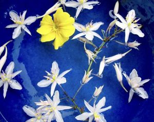 Products: Attunements