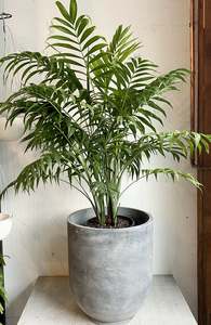 Palms: Chamaedorea elegans (Parlour Palm)