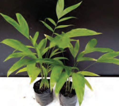 Palms: Chamaedorea microspadix | Hardy Bamboo Palm