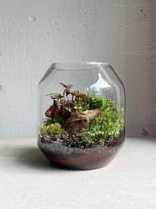 Pixie terrarium