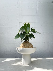 Pots Planters: Charlotte Pedestal