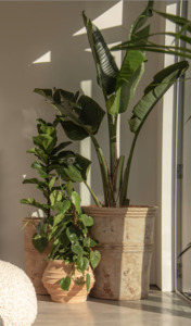 Pots Planters: Antique Chocolate Terracotta Tall Planters