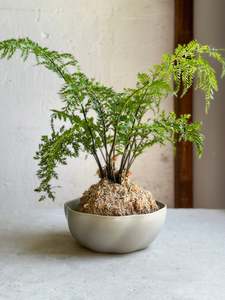 Pots Planters: Limfjord Bowl