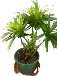 Pandanus: Pandan Plant (Large, Mature, Incredible!)