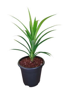 Pandan Plant (Medium size)