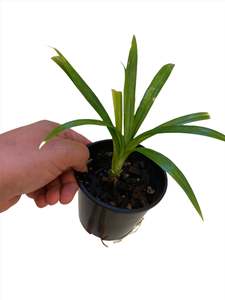 Pandan Plant (Seedling, starter plant)
