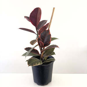 Ficus elastica 'Ruby'
