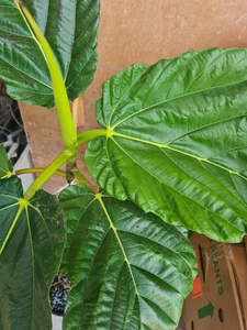 Dinner Plate Fig