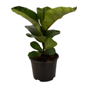 Fiddle Leaf Fig 'Bambino' 14cm