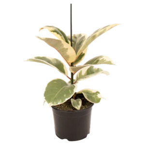 Ficus: Ficus elastica 'Tineke'
