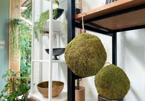 Homewares: Hanging Moss Orb