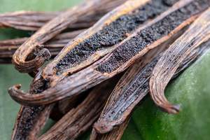 Vanilla Cutting