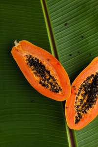 Tropical Fruits: Papaya - Dwarf Red Lady F1