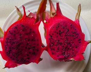 Tropical Fruits: Red Dragon fruit Plant
