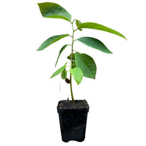 Tropical Fruits: Cherimoya 'Bronceada'