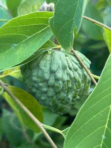 Tropical Fruits: Atemoya 'African Pride' Grafted Seedling