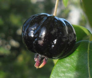 Surinam Cherry 'Zill Dark' Seedling