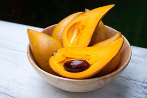 Tropical Fruits: Canistel, 'Eggfruit' Seedling